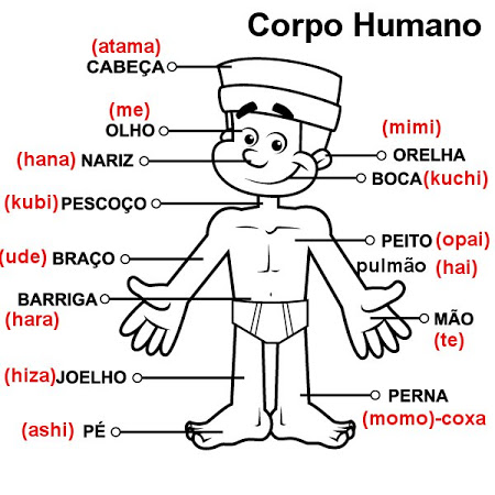 corpo humano.jpg