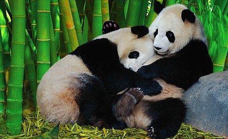 panda_hugs.jpg